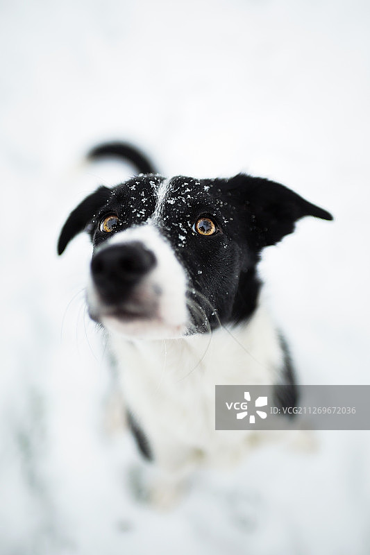 雪地里可爱的边境牧羊犬特写图片素材
