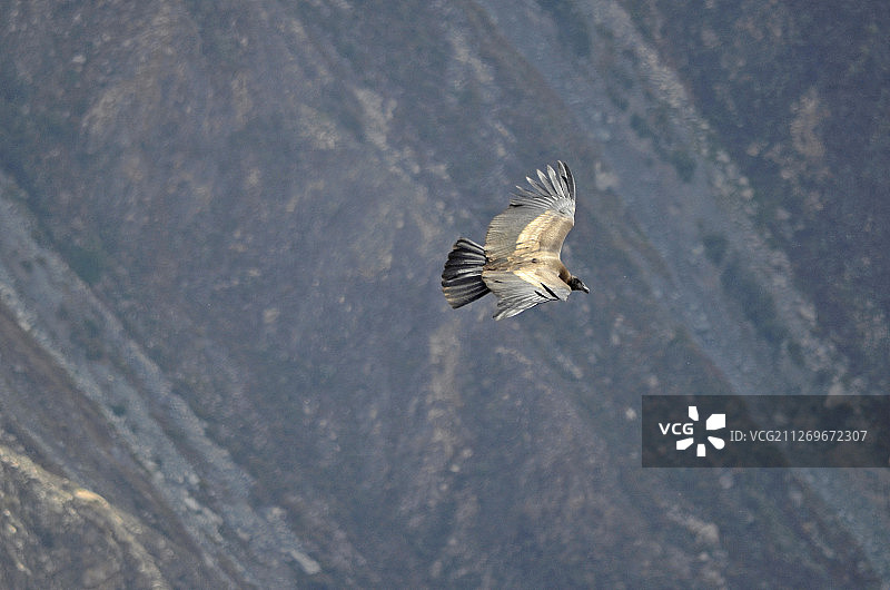 飞鸟飞越峡谷图片素材
