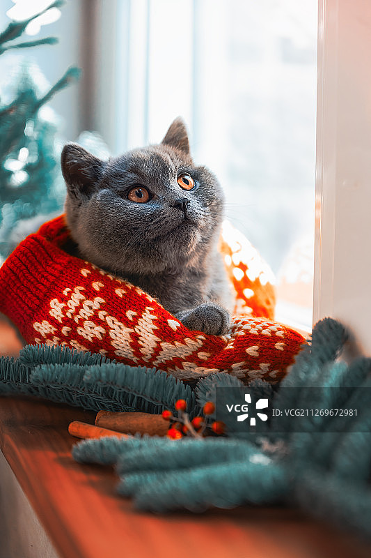 圣诞宠物蓝猫图片素材