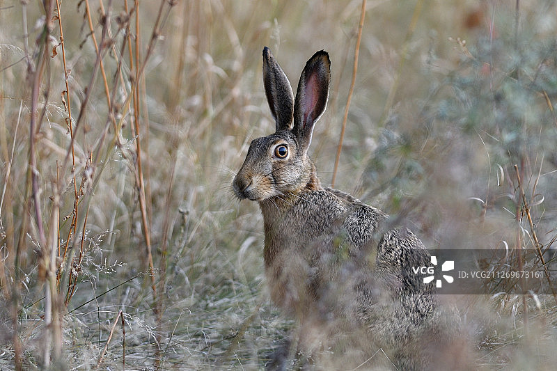 草丛中野兔自然风光照片图片素材