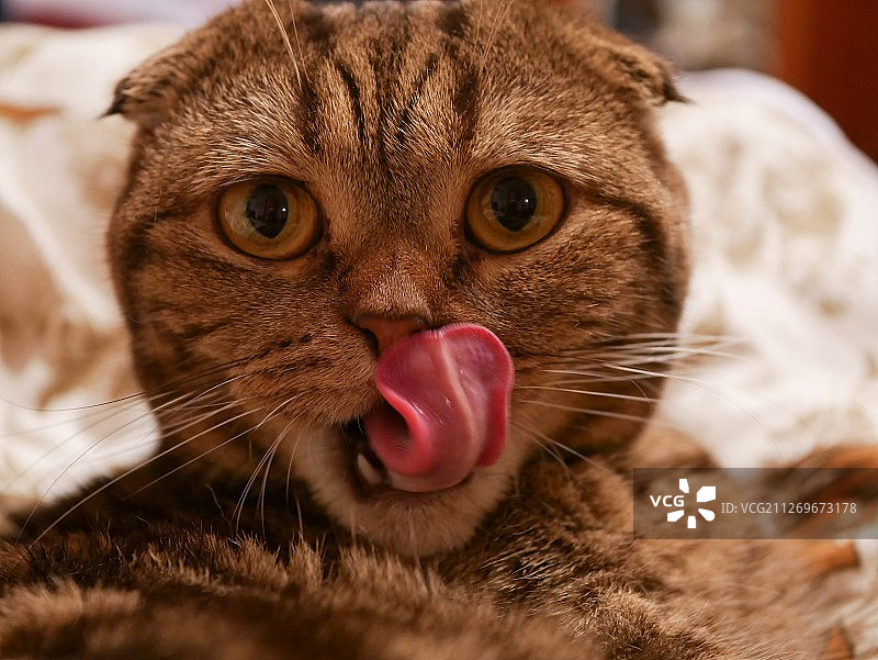 舔嘴唇的虎斑猫头像图片素材
