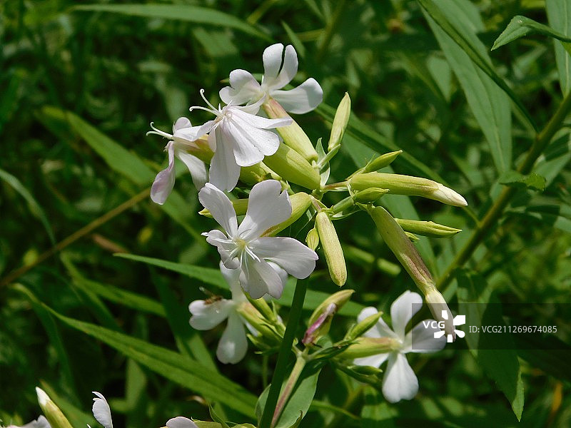 盛开的肥皂草特写图片素材