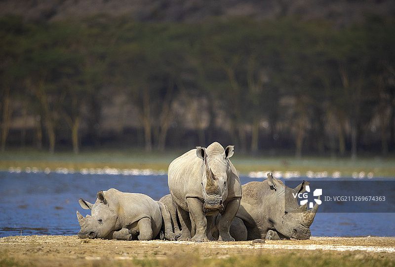 犀牛一家在河岸边休息图片素材