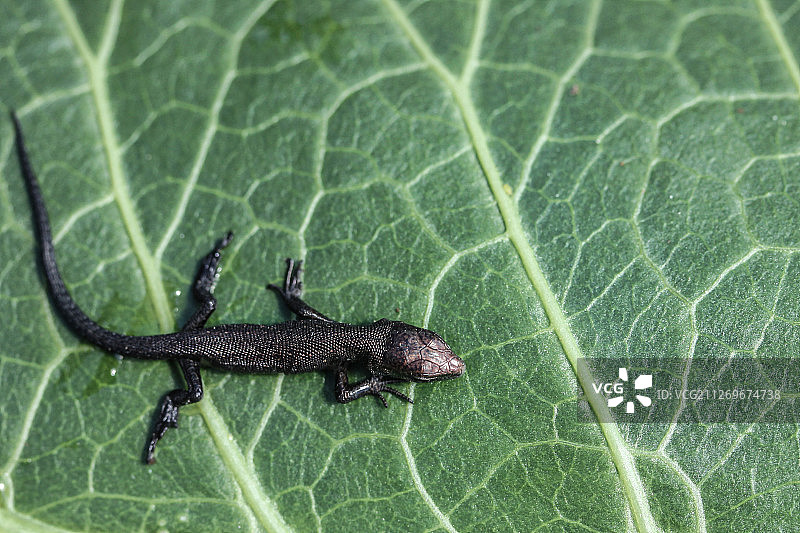 树叶上的蜥蜴特写图片素材