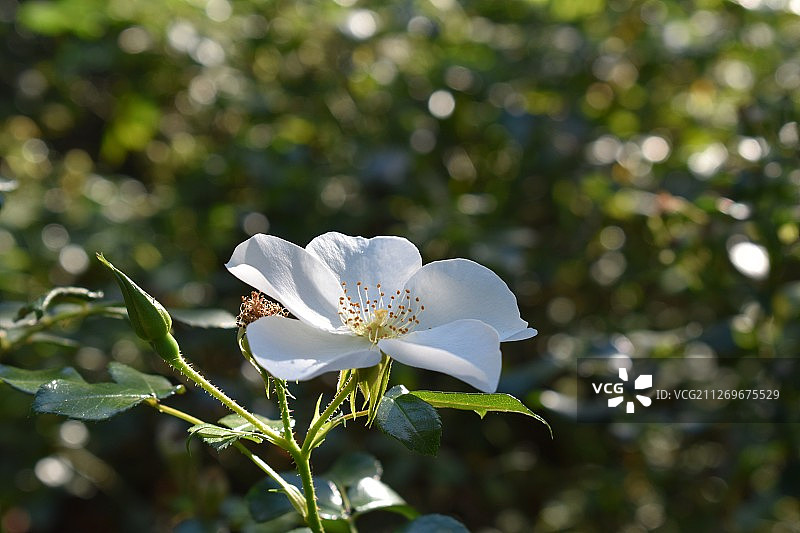白色野生玫瑰花图片素材
