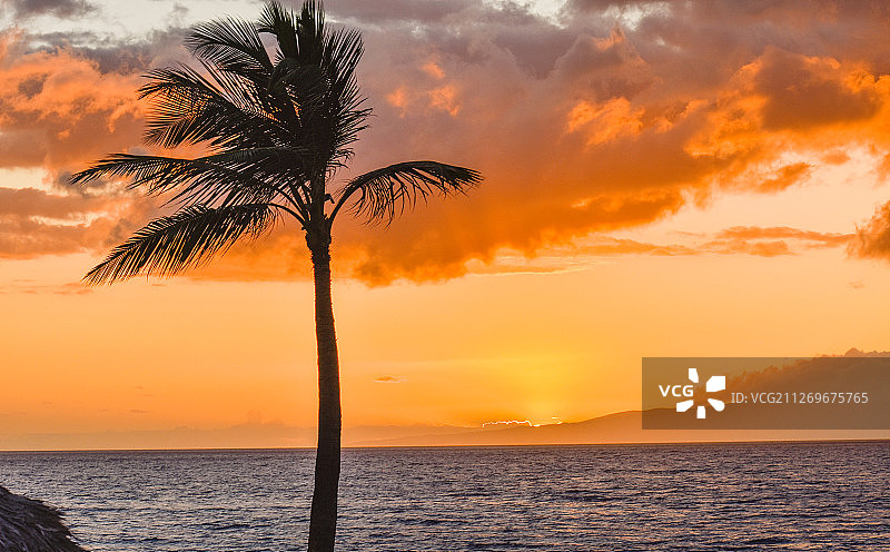 太平洋日落天空下的棕榈树剪影，美国夏威夷图片素材