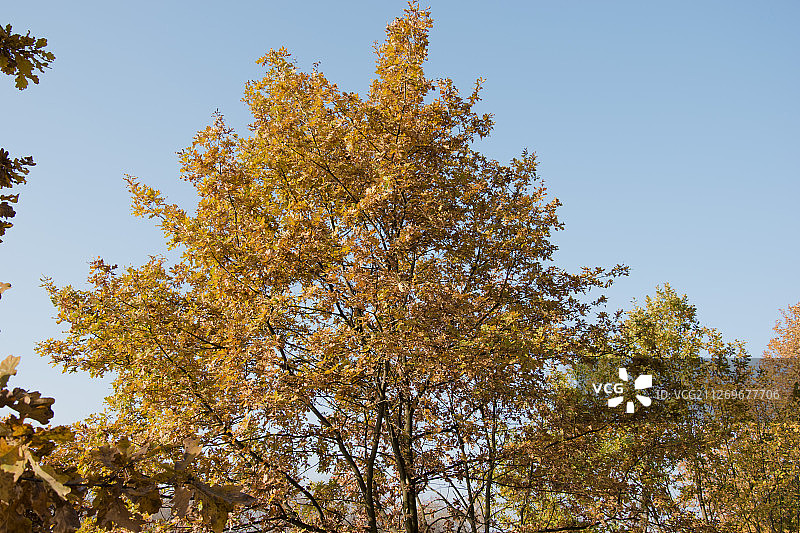 波兰弗罗茨瓦夫的秋季树梢图片素材