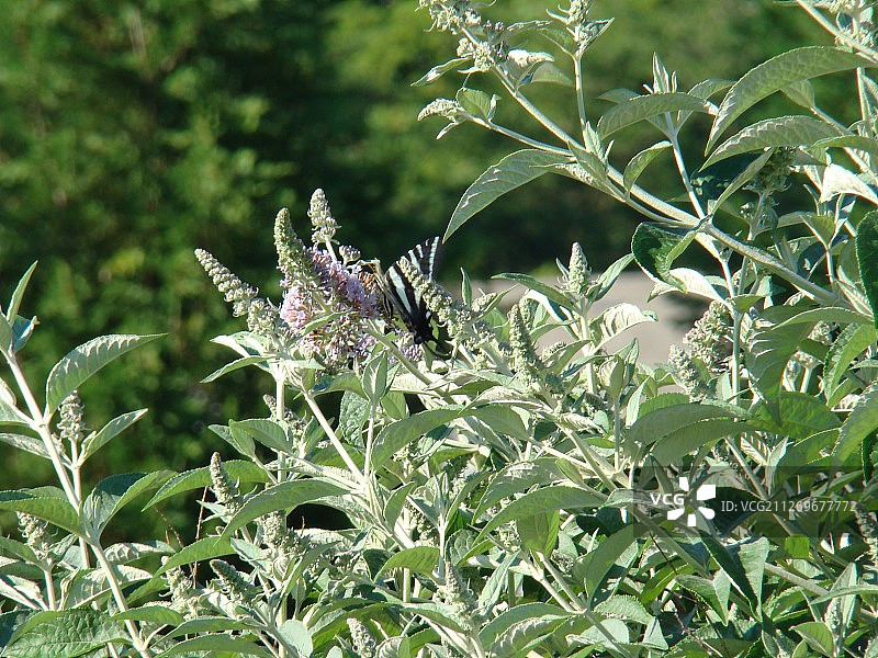 美国弗吉尼亚州燕尾蝶图片素材