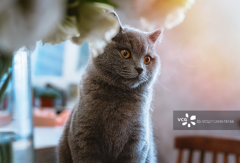 宠物蓝猫图片素材