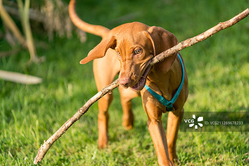 年轻的维兹拉犬叼着棍子图片素材