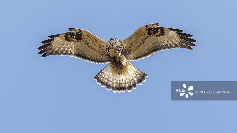 毛脚鵟（学名：Buteo lagopus），芬兰图片素材