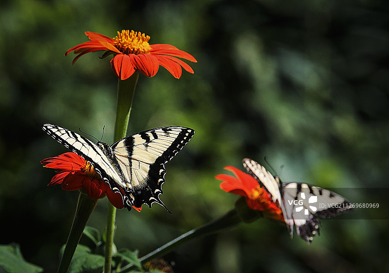 停留在花朵上的斑马燕尾蝶，美国伊利诺伊州图片素材