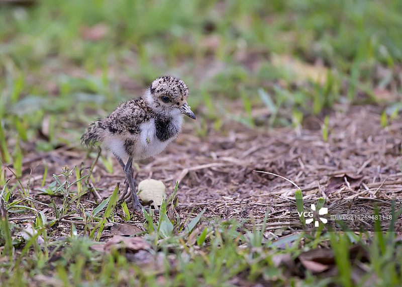 巴西阿拉兰瓜草丛中的南美麦鸡雏鸟图片素材