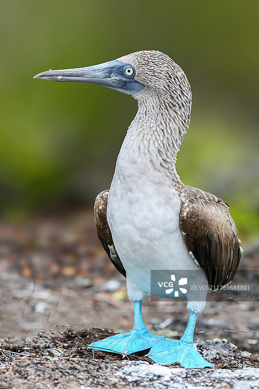 蓝脚鲣鸟肖像图片素材