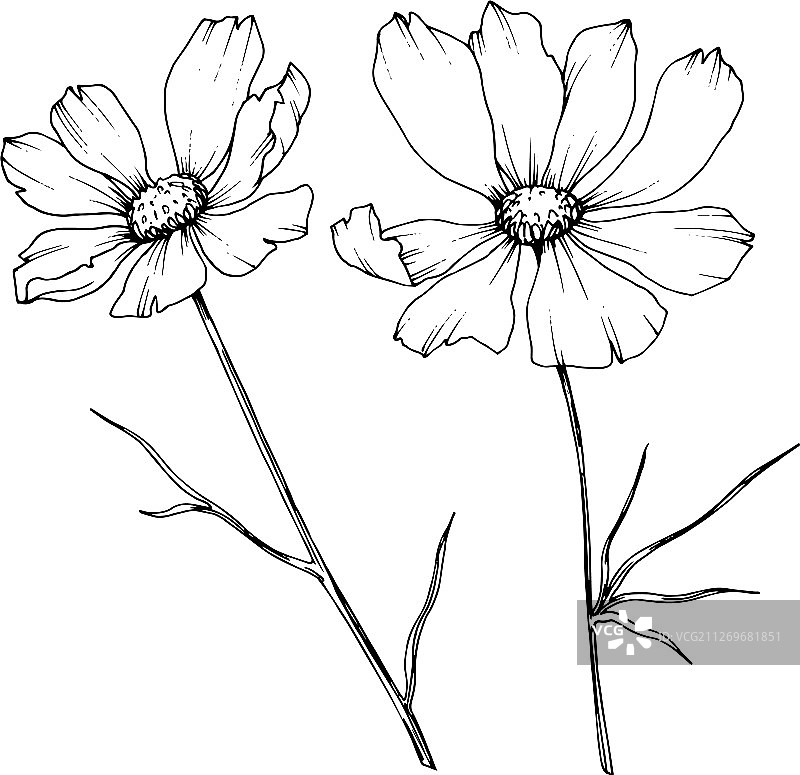 宇宙花，植物花黑色和图片素材