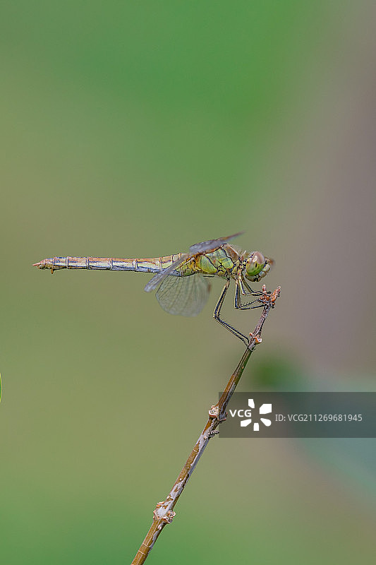 栖息在树枝上的蜻蜓图片素材
