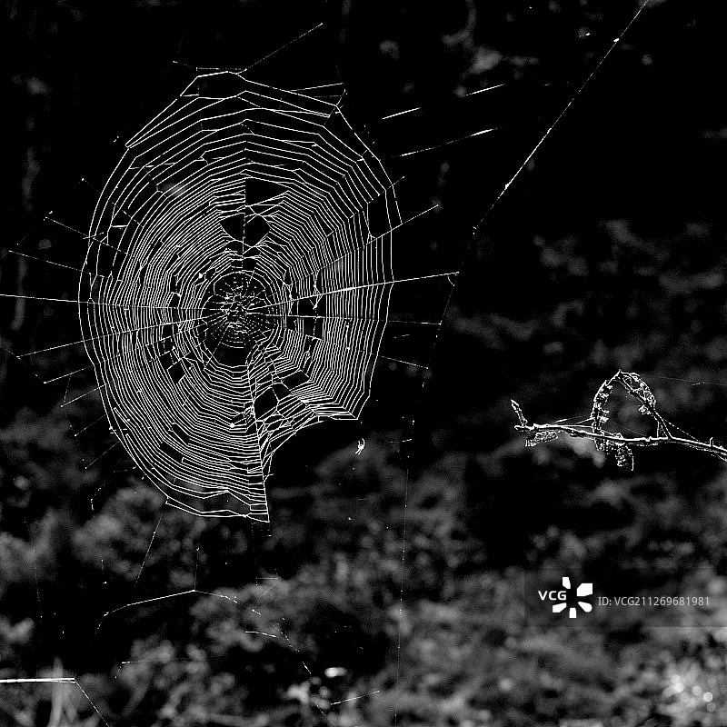 空蜘蛛网图片素材