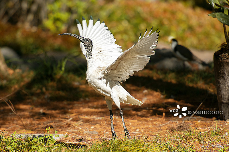 澳洲白䴉展开翅膀图片素材