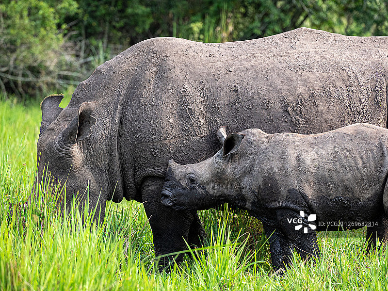 带小犀牛的黑犀牛，乌干达马辛迪港图片素材