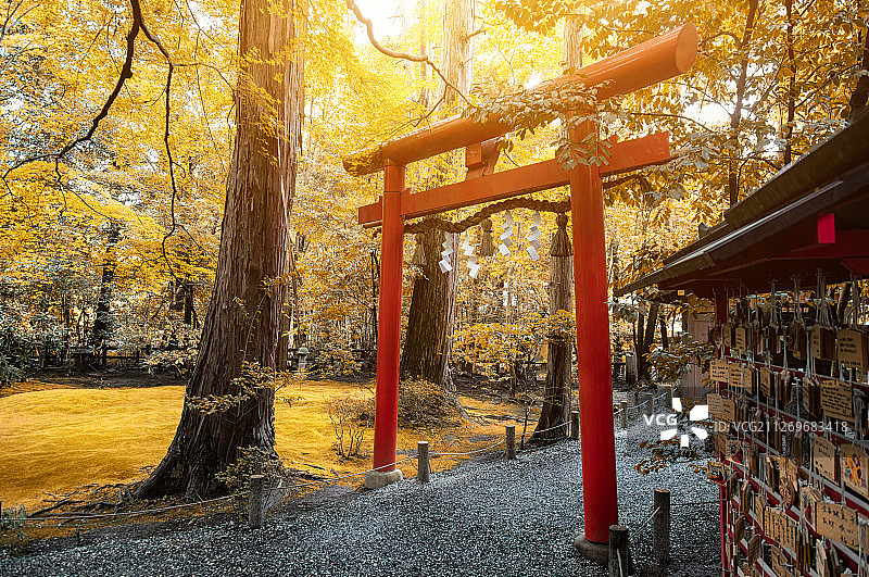 日本京都岚山风景区鸟居秋景图片素材
