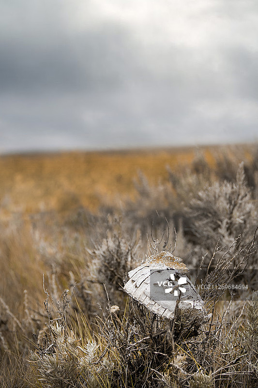 田野中的骨头图片素材
