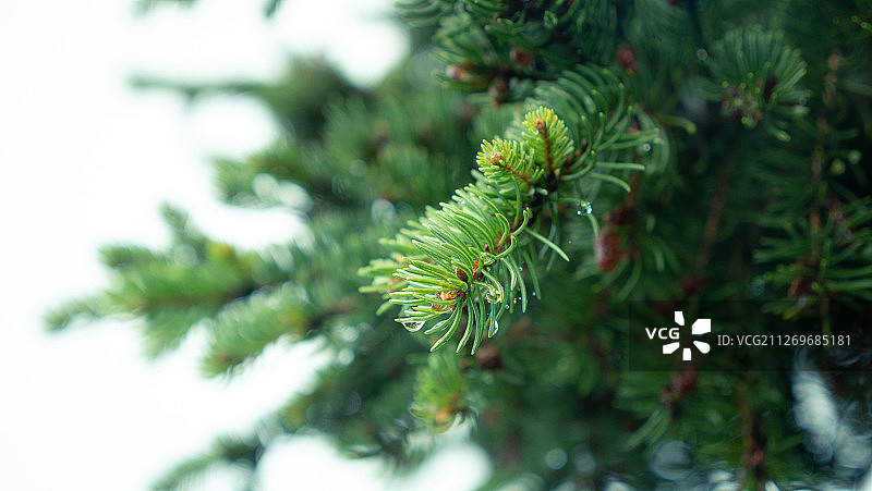 针头的特写图片素材