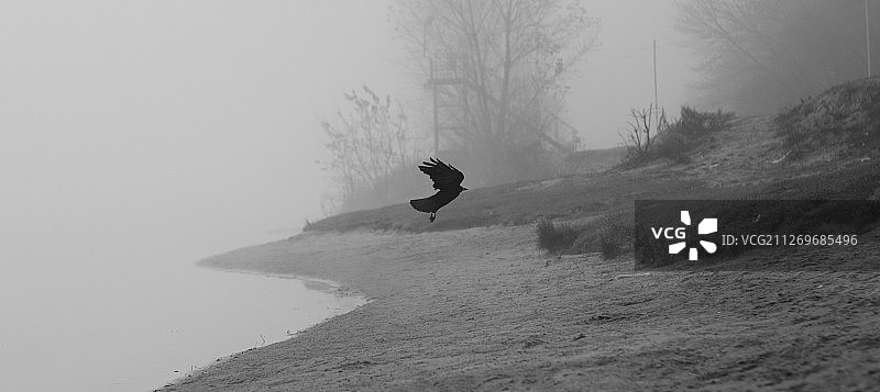 乌克兰雾河之上的渡鸦图片素材