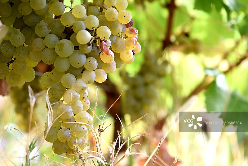 一束白葡萄图片素材