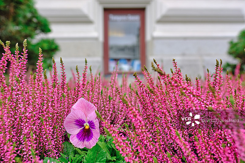 芬兰坦佩雷的粉色三色堇和石楠花图片素材