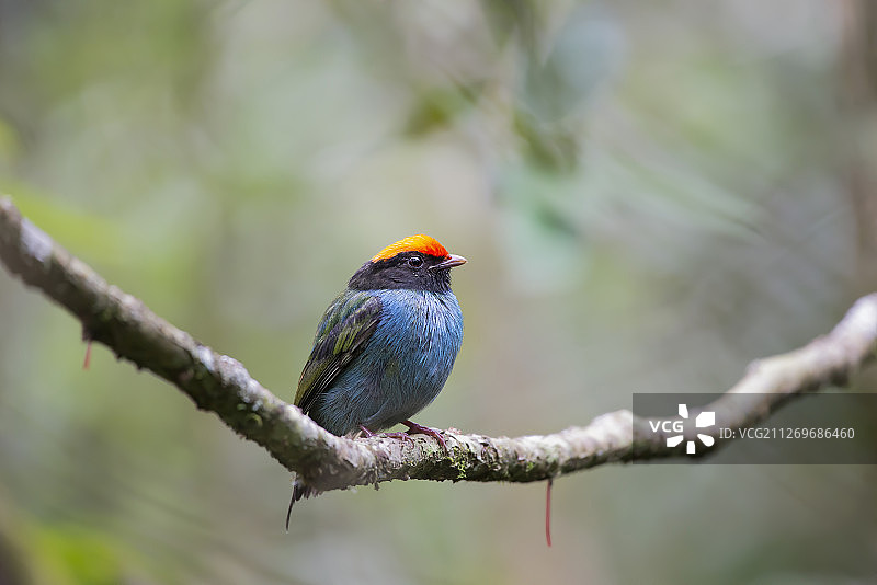栖息在树枝上的燕尾马纳金雀，巴西图片素材