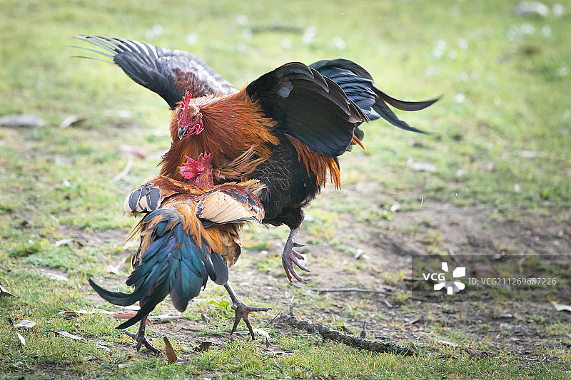 奥克兰西泉公园的野公鸡打斗场景，新西兰图片素材