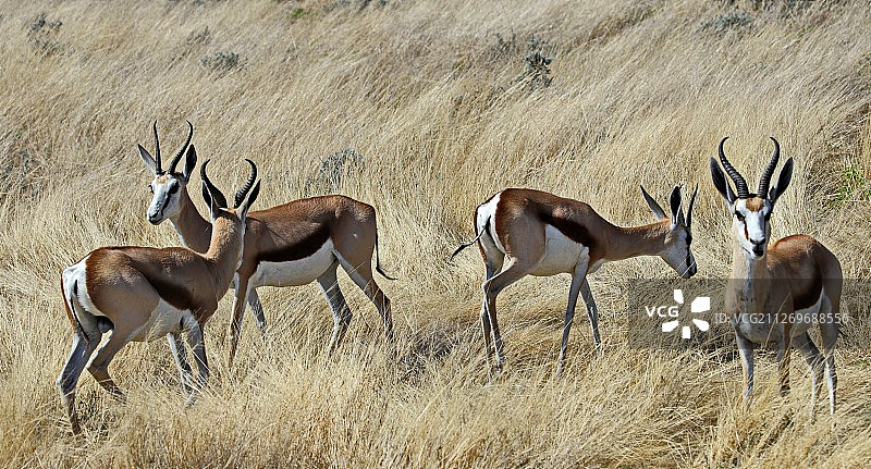 在纳米比亚翁丹瓜埃托沙国家公园的跳羚图片素材