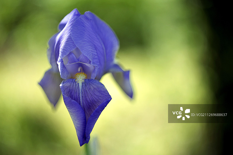 俄罗斯莫斯科蓝鸢尾花特写图片素材