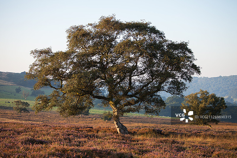 英国比尔斯代尔日出时分的北约克沼泽的孤树图片素材