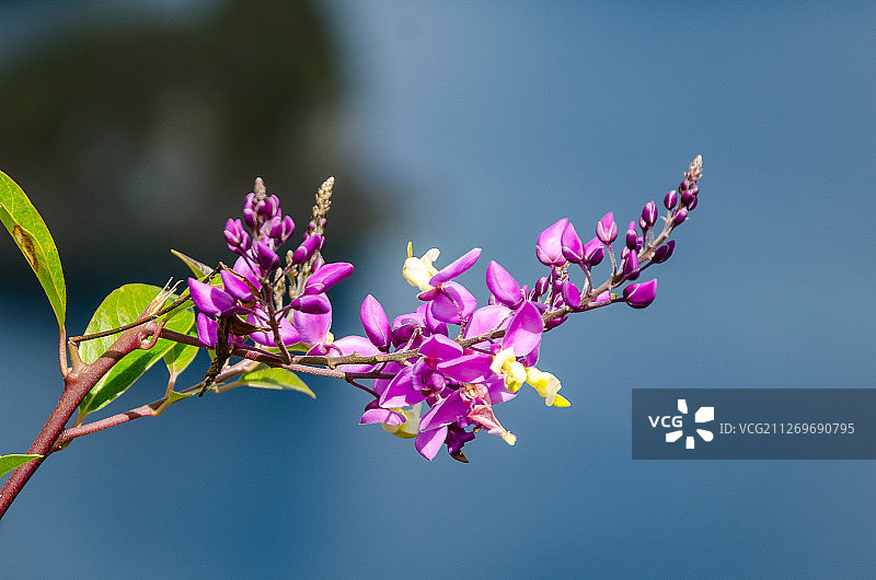 粉色花朵特写，墨西哥埃尔普罗格雷索图片素材