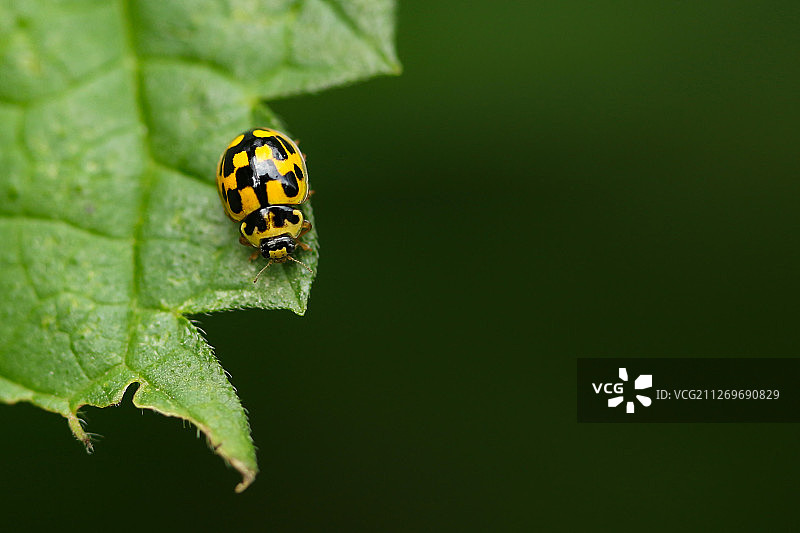 叶子上的昆虫图片素材