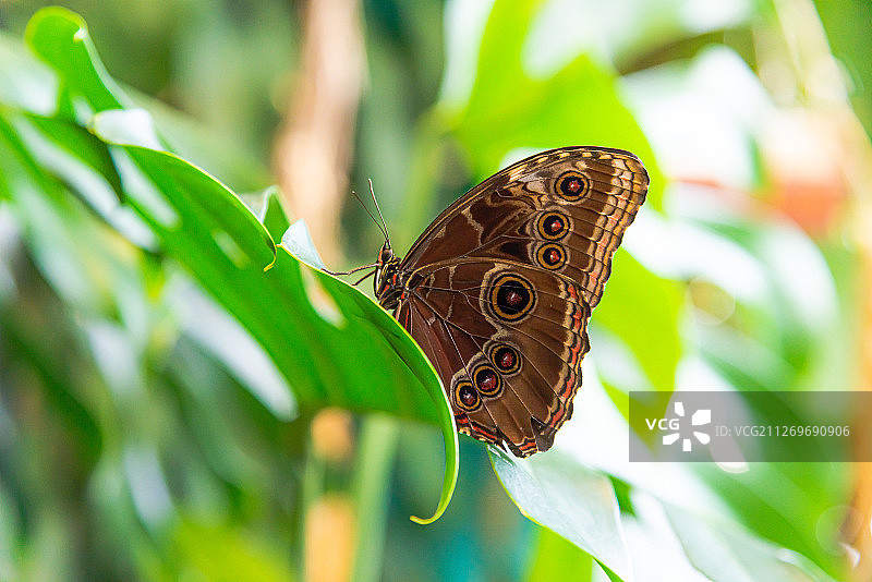 意大利圣特奥多罗，叶子上的蝴蝶图片素材