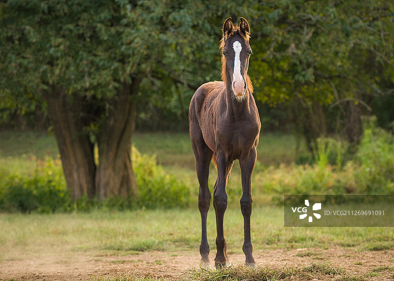 田纳西州加拉廷的田野里的马（美国）图片素材