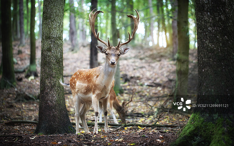 森林中的鹿图片素材