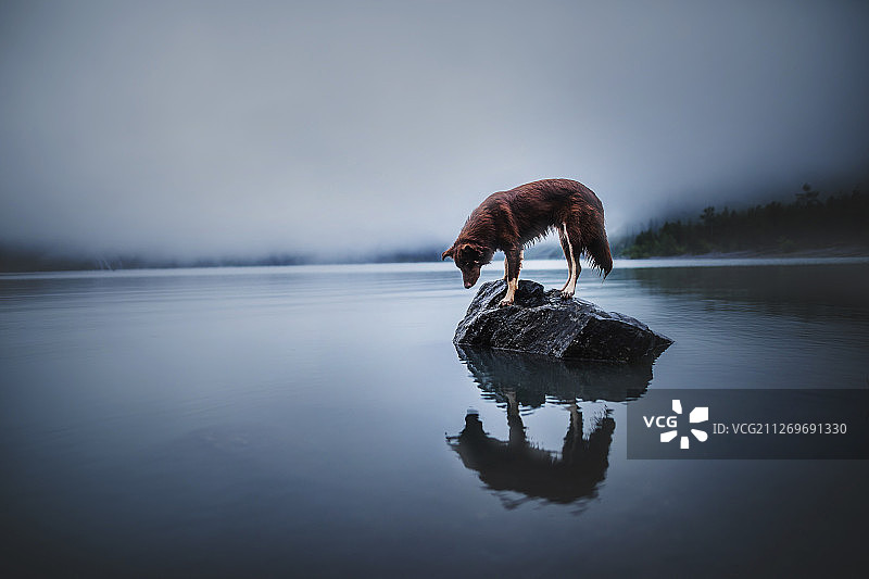 瑞士梅林根湖中岩石上的狗狗图片素材