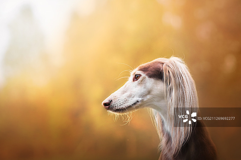 狗肖像图片素材