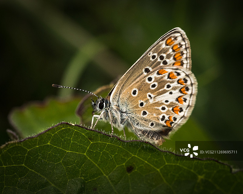 停留在叶子上的棕色阿尔古斯眼蝶图片素材