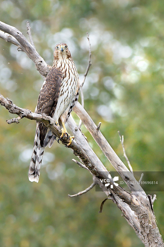 栖息在树枝上的库珀鹰图片素材