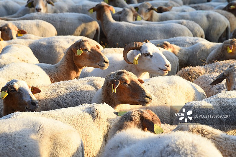 群绵羊图片素材