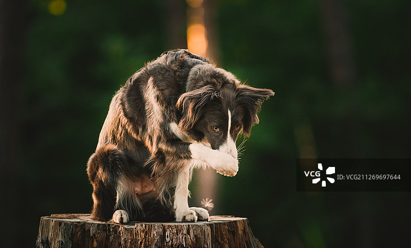 狗肖像，俄罗斯陶里亚蒂图片素材