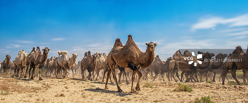沙漠中的大群骆驼图片素材