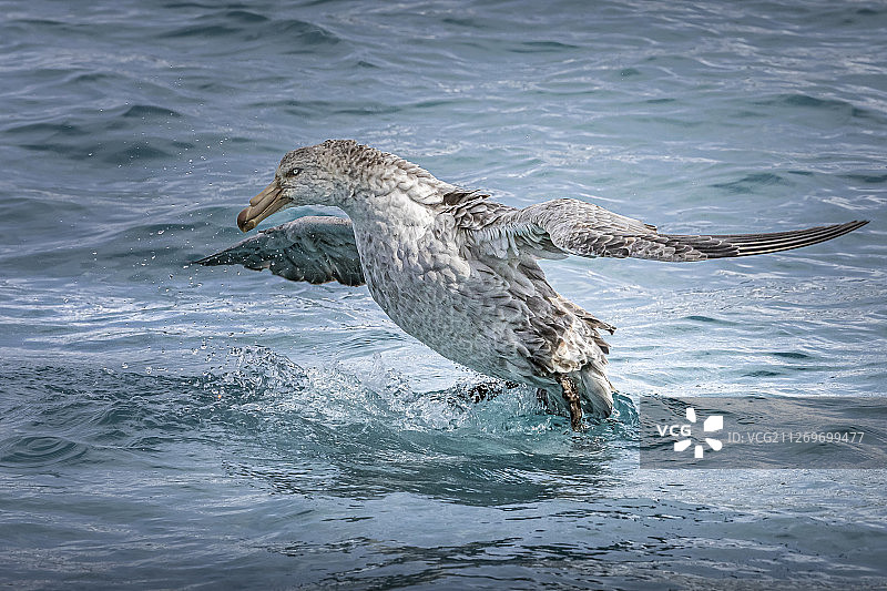 南极巨海燕（Macronectes giganteus）特写图片素材