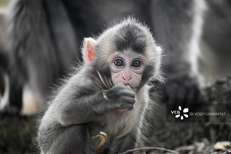 小猴的坐姿画像图片素材