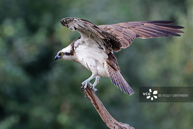 鱼鹰特写摄影图片素材