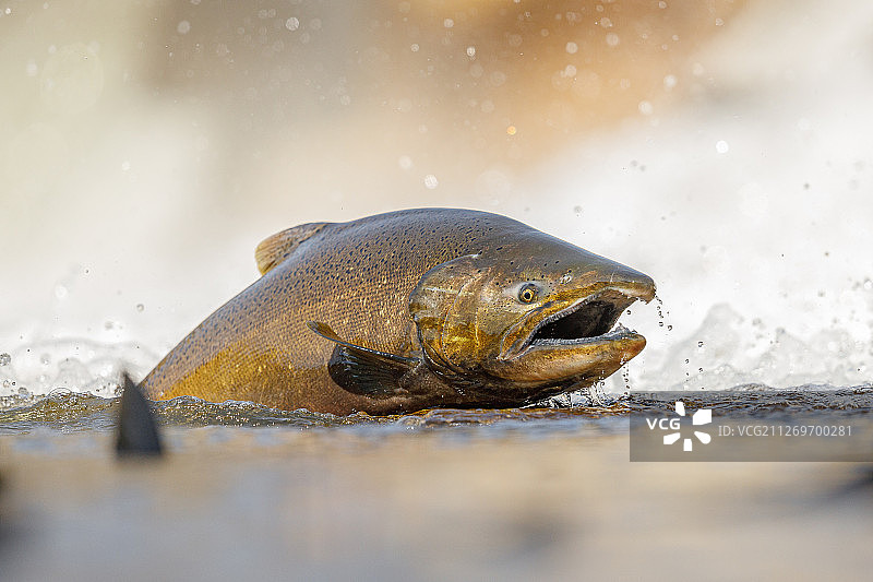 张开嘴跃出水面的三文鱼图片素材